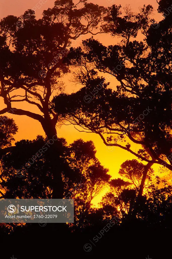 Hawaii, Kauai Kokee SP, Ohia trees silhouetted @ sunset w/ pale orange yellow sky