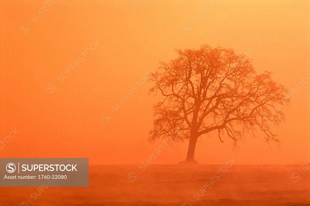 Oregon, Willamette Valley, view of oak tree through fog at sunrise, orange haze