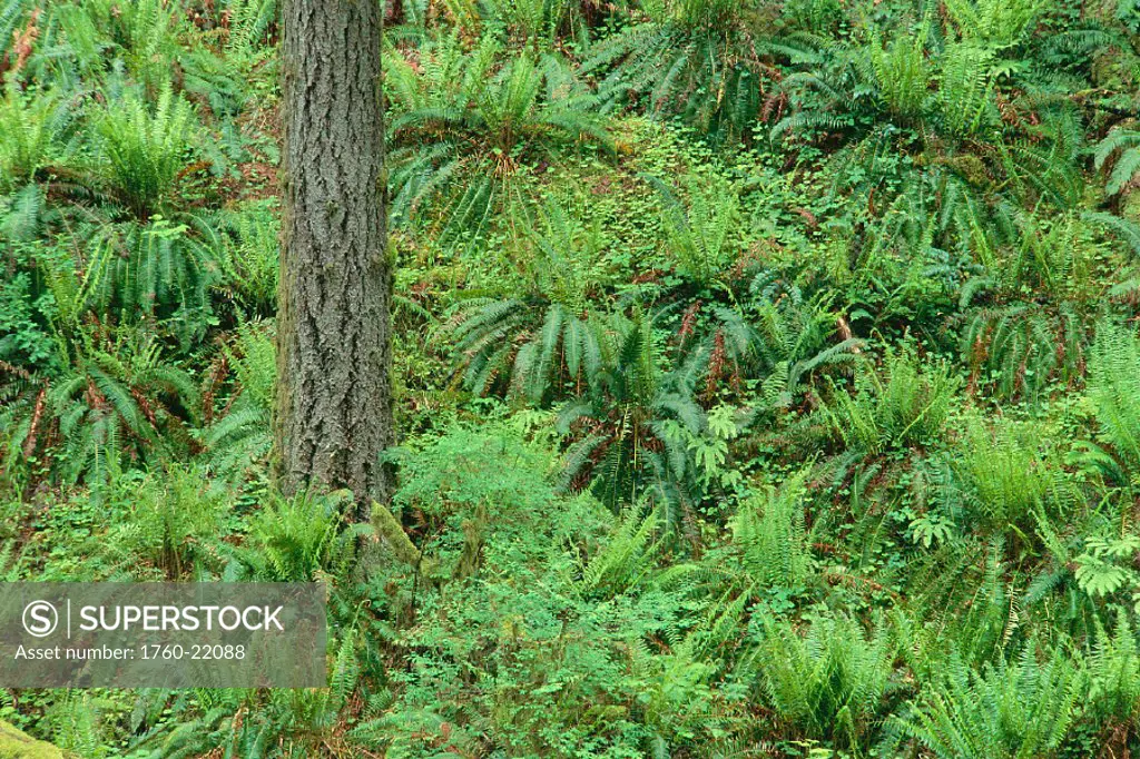 Oregon, Cascade Mtns, Silver Falls State Park, Closeup of ferns on hillside