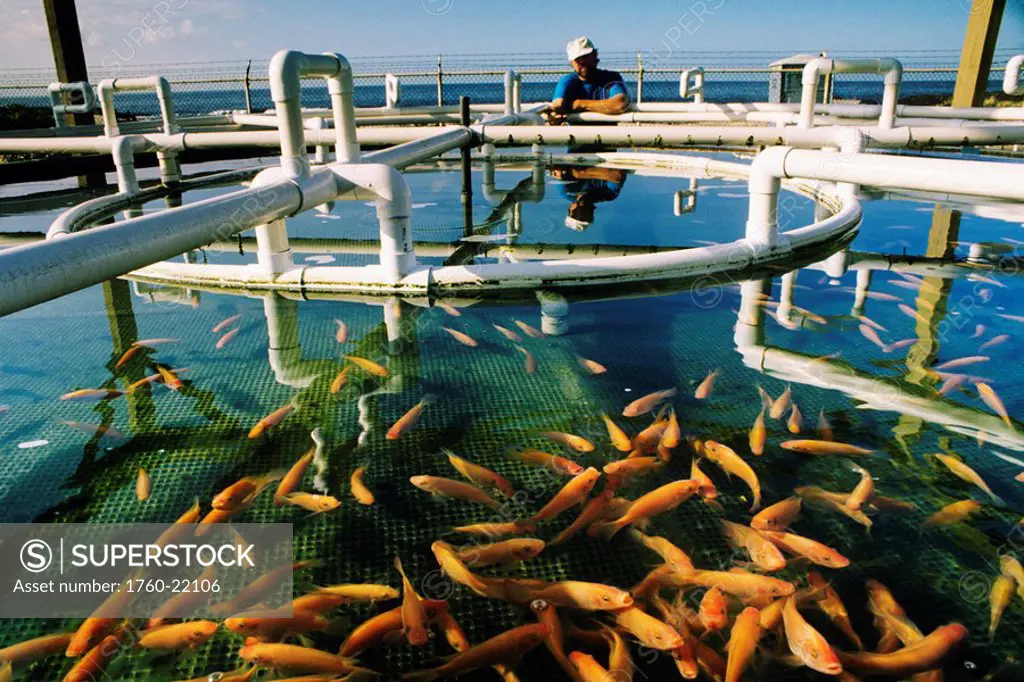 Hawaii, Big Island, Kona, Tilapia in aquaculture tank at Sea Farms of Hawaii, Natural Energy Laboratory of Hawaii Authority NELHA.