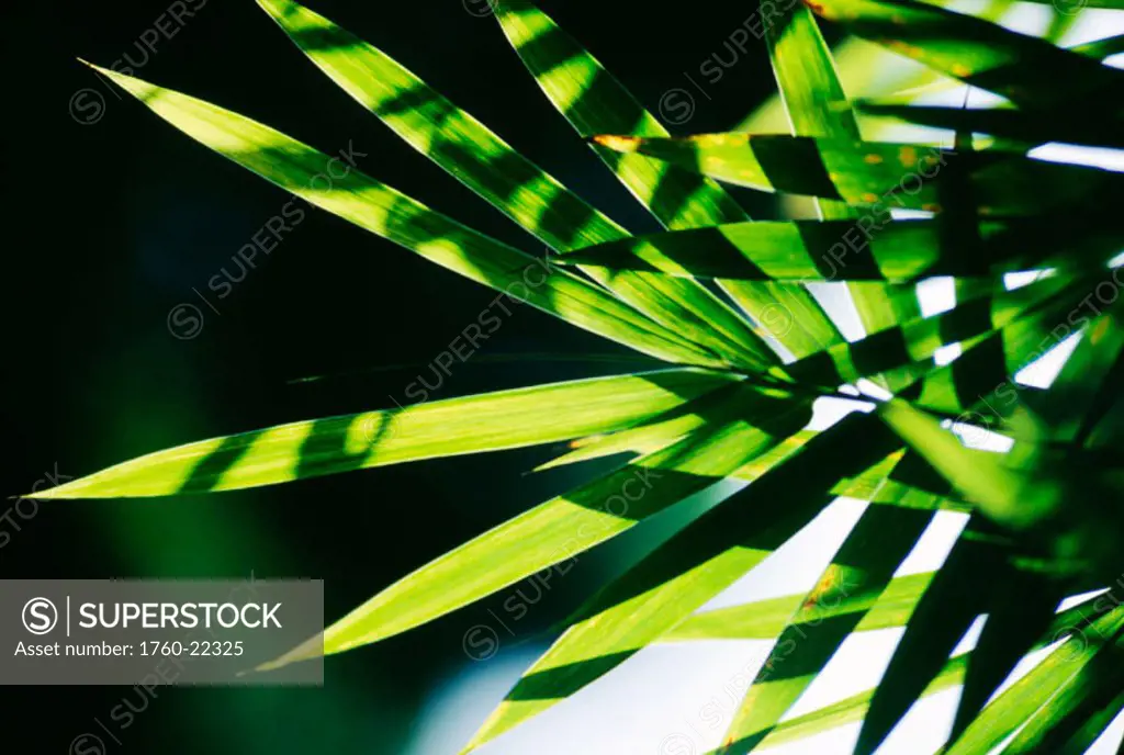Hawaii, Closeup detail of coconut palm leaf