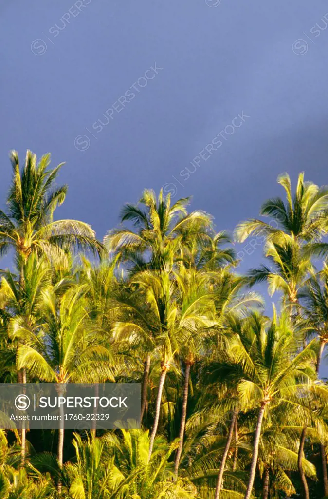 Hawaii, Big Island, Kohala Coast, Palm tree, coconuts, dark sky above.