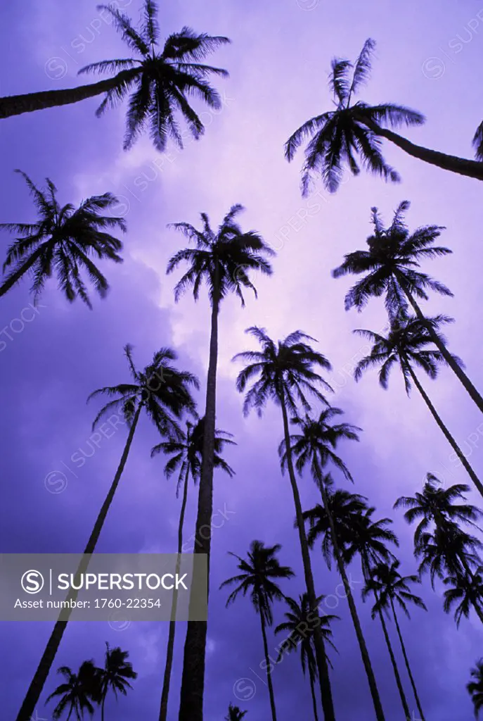 Hawaii, Kauai, Coconut palm trees silhouetted at dawn against purple sky.