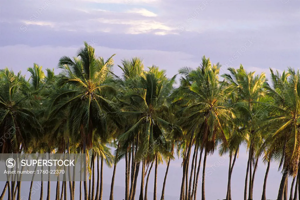 Hawaii, BigIsle, Puuhonua O Honaunau City of Refuge palm trees lined up