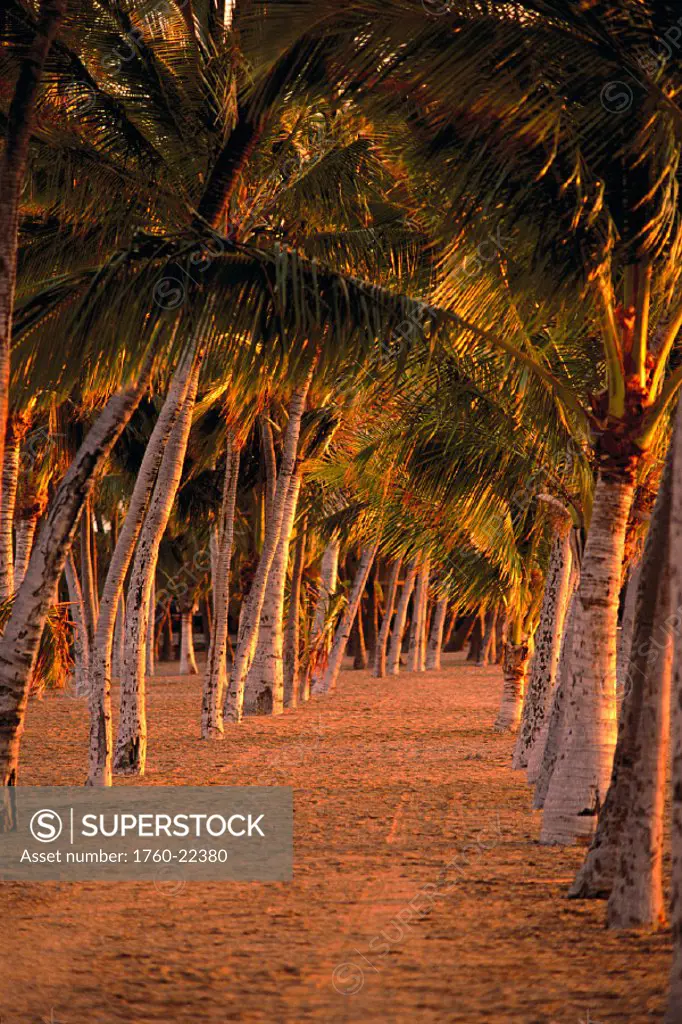 Rows and rows of palm trees lined in sand, pink orange afternoon lighting Anaehoomalu Bay, Hawaii, Big Island