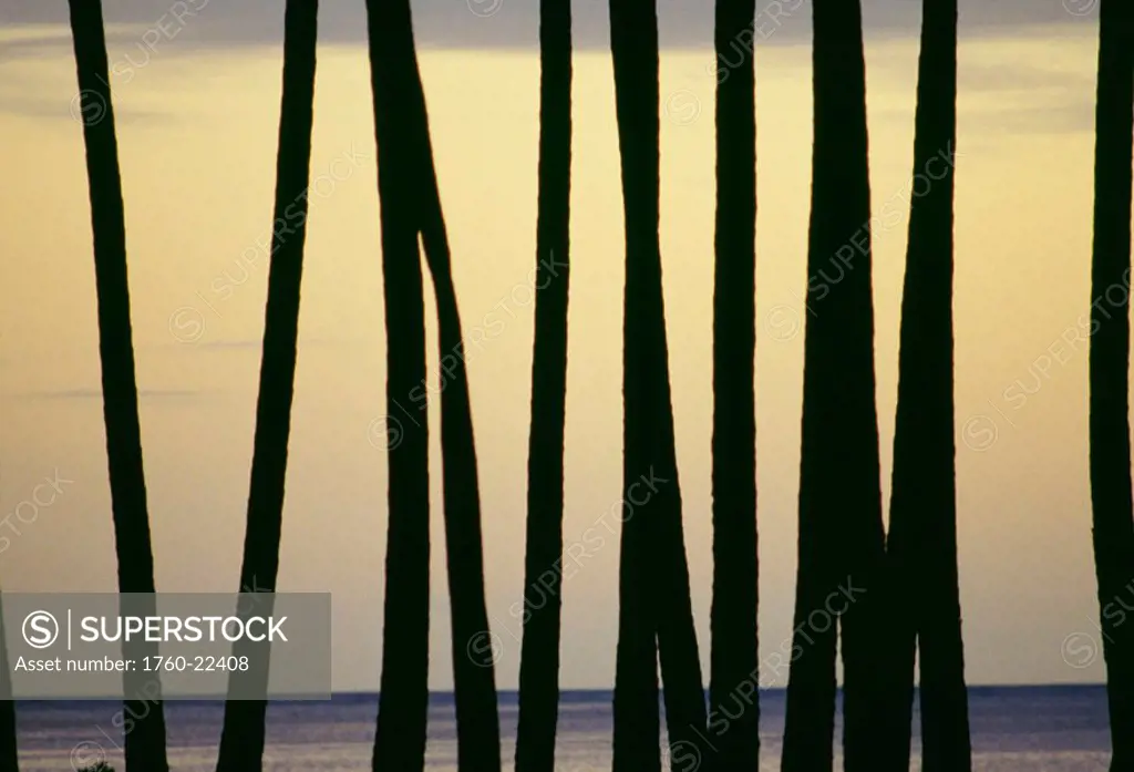 View across palm tree trunks, pale yellow sky in background