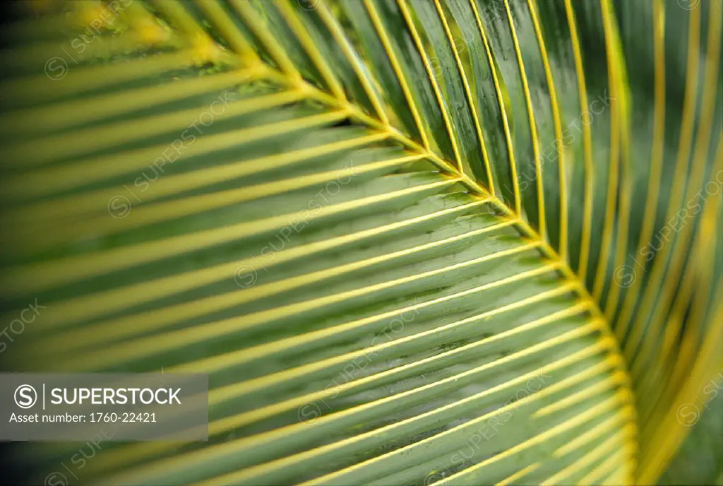 Extreme closeup detail of coconut palm leaf, yellow and green D1748