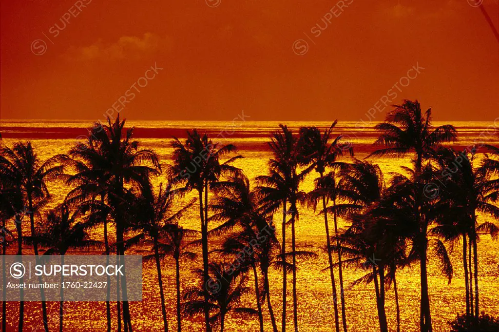 Palm trees silhouetted along ocean golden reflection orange sky D1545 sunset Kapalua