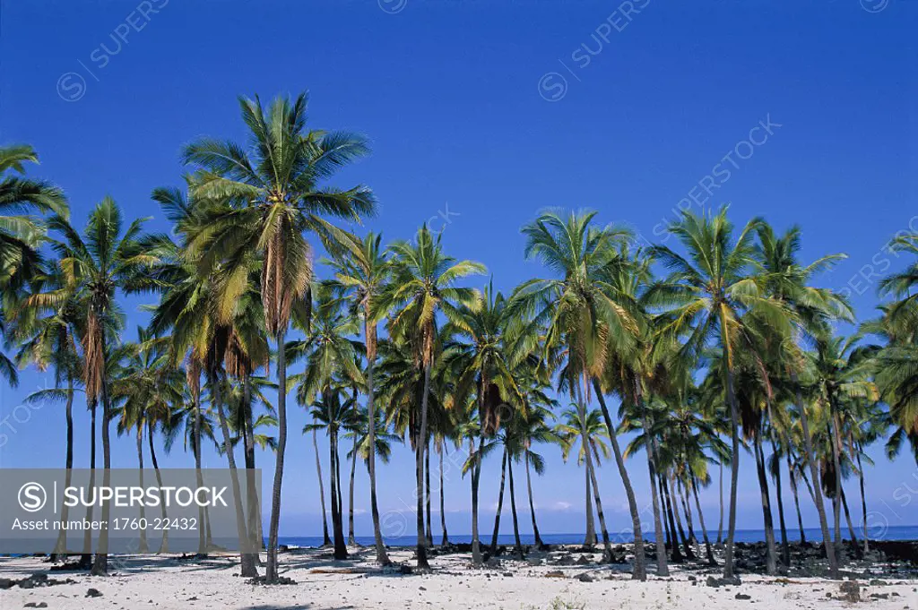 Grove of coconut palm trees at Puuhonua O Honaunau, S.Kona Hawaii