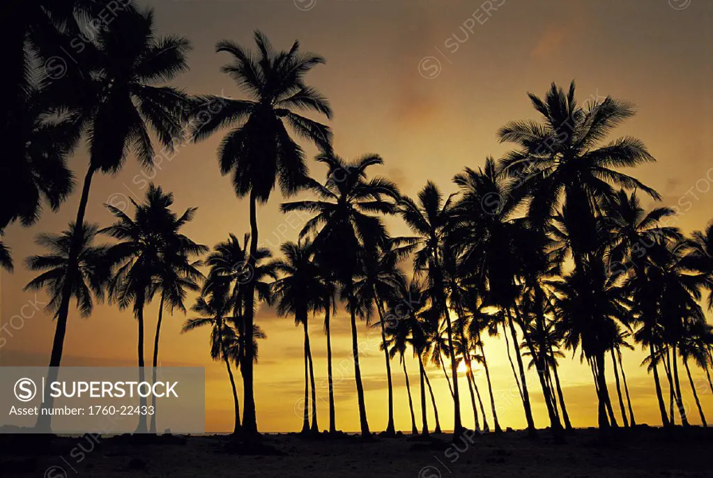 Hawaii BigIsle, palm trees @ sunset, Puuhonua O Honaunau D1591