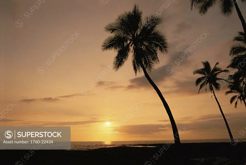 Palm tree in foreground w/sun setting into horizon, Puuhonua O Honaunau, S.Kona Hawaii