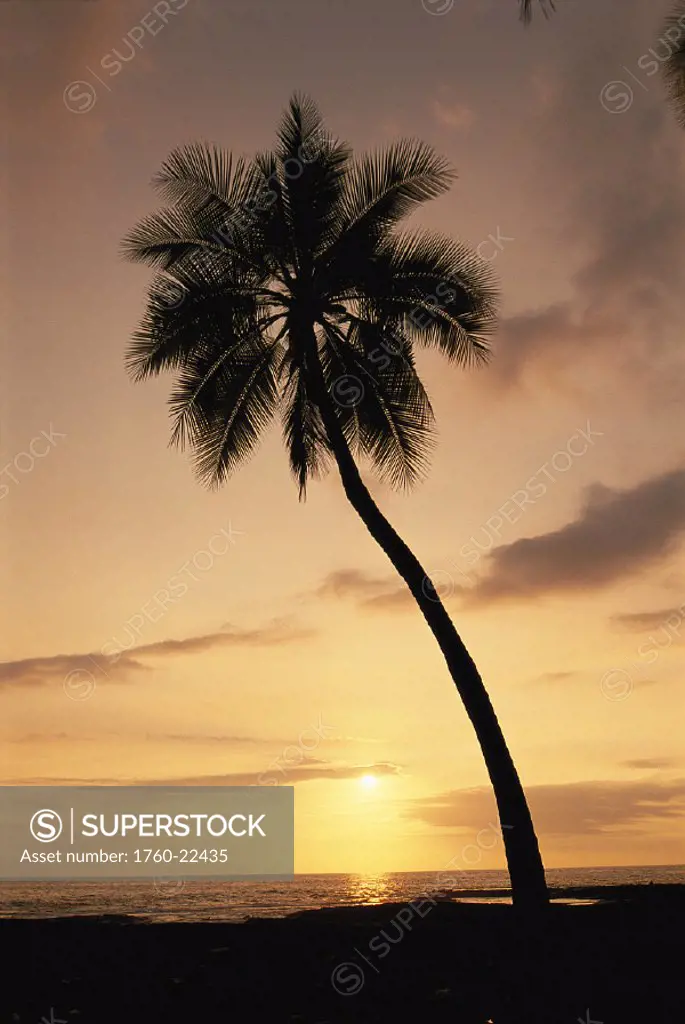Single palm tree @ sunset, ocean in bkgn, Puuhonua O Honaunau, S.Kona Hawaii