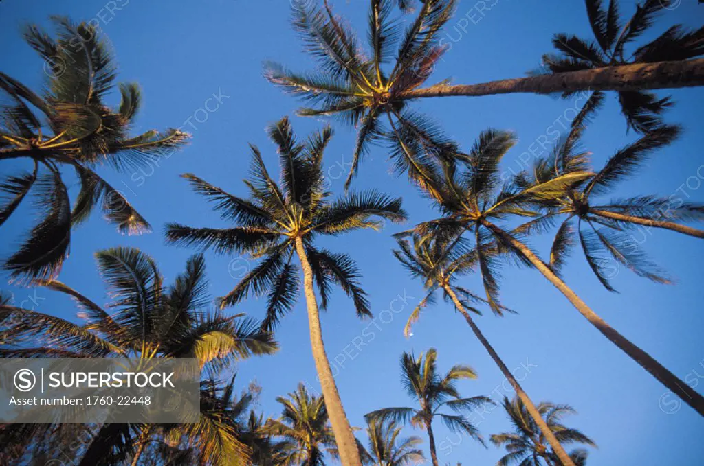 Many palm trees against clear blue sky, warm light, shot from below