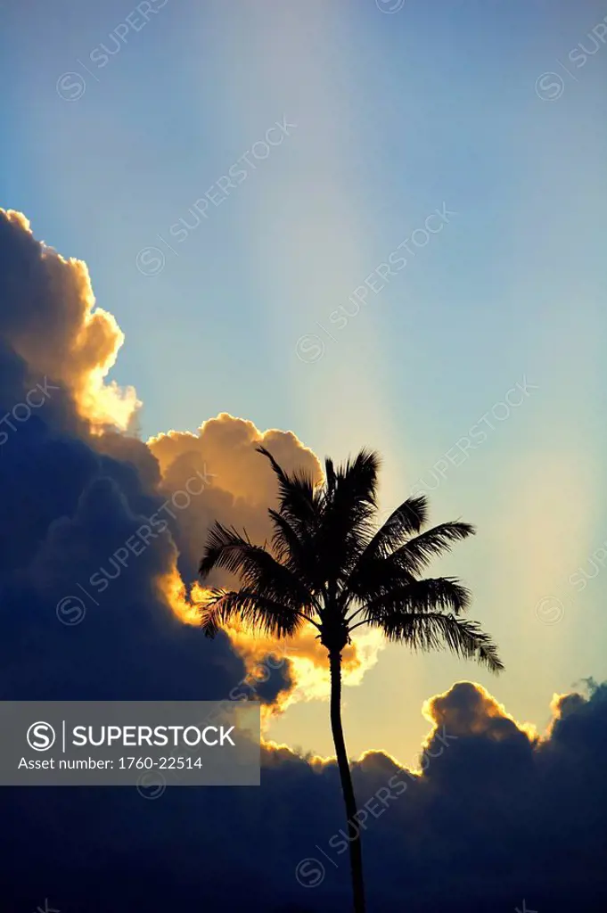 Hawaii, Maui, Silhouette of a palm tree at sunset.