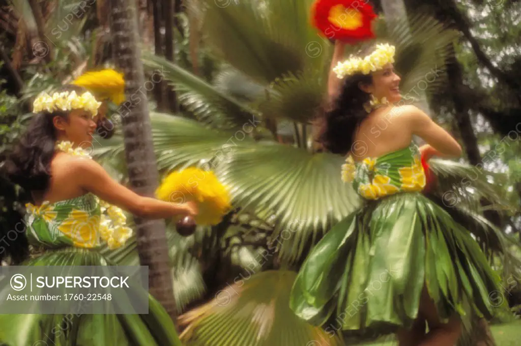 Very colorful Hawaiian wahine dancing hula with ti-leaf skirts and feathers