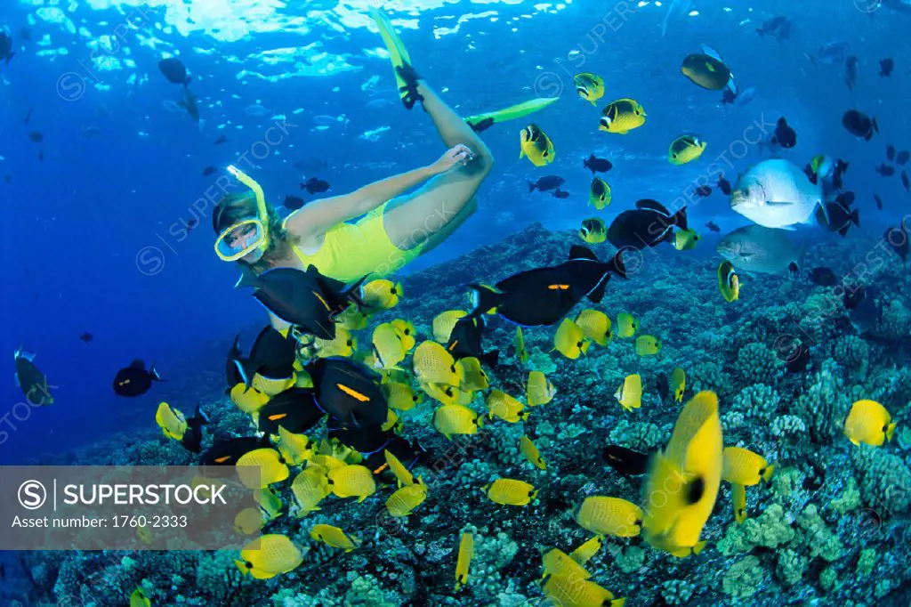 HI, Woman snorkels w/ lemon butterflyfish over shallow reef (Chaetodon C1341 miliaris)