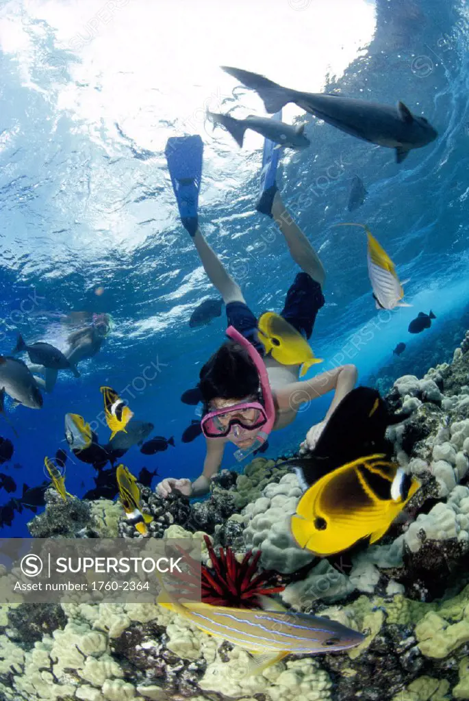 Hawaii boy snorkeling over reef scene w/ fish, girl bkgd @ surface D1353 Molokini tropical