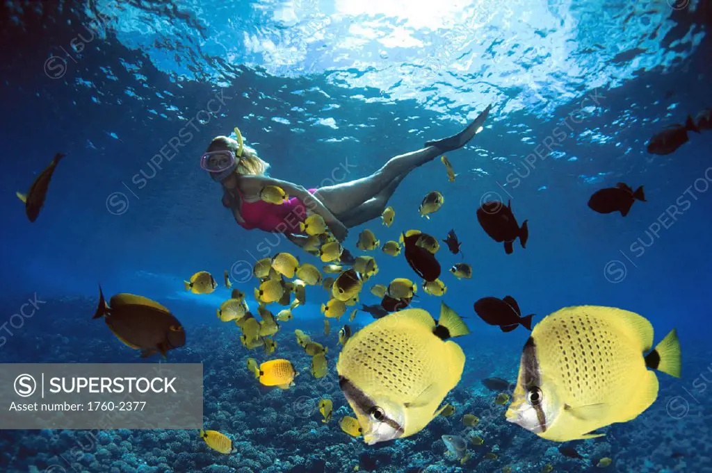 DC Hawaii woman u/w over shallow reef butterflyfish sunburst D1372 Chaetodon miliaris endemic V10079