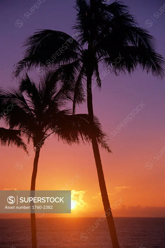 Hawaii, Two tall palm trees @ oceanside, lavender orange tropical sunset A29A