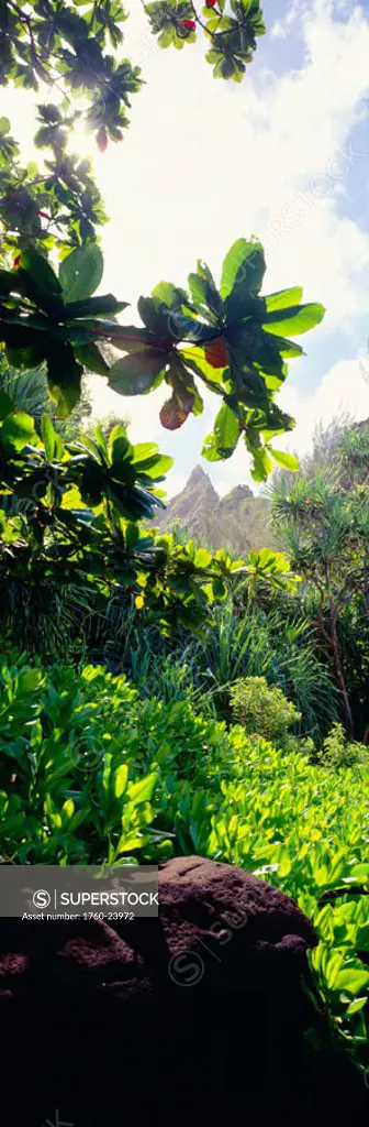 Hawaii, Kauai, Na Pali Coast, foliage and cliffs, lush greenery.
