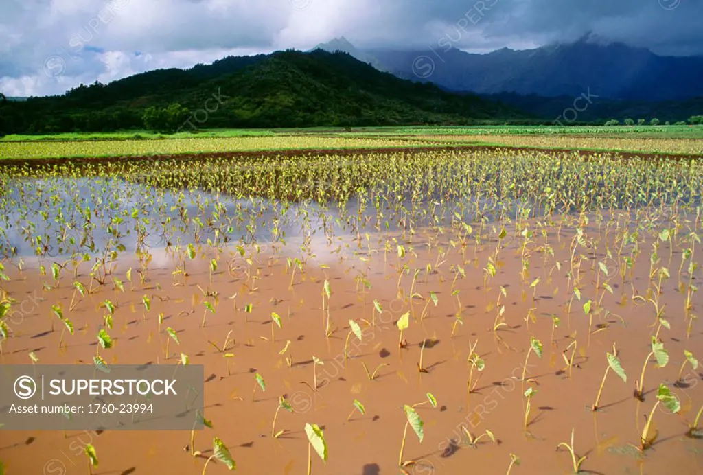 Hawaii, Kauai, Hanalei Valley, close-up wet taro farm, new plants