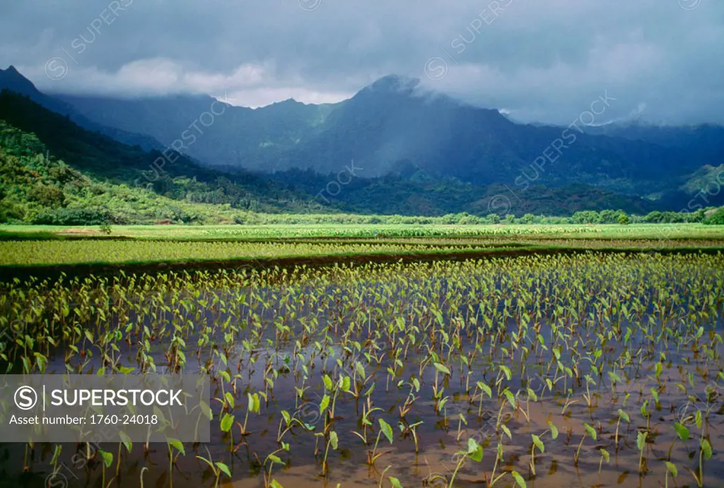 Hawaii, Kauai, Hanalei Valley, close-up wet taro farm