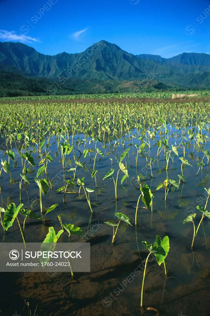 Hawaii, Kauai, Hanalei Valley, closeup of taro fields in water, mtns bkgd