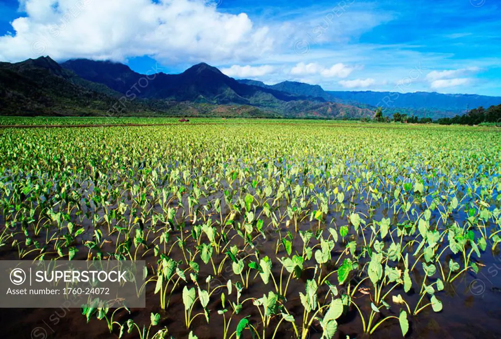 Hawaii, Kauai, Hanalei Valley, wet taro farm, scenic mountains and blue sky.