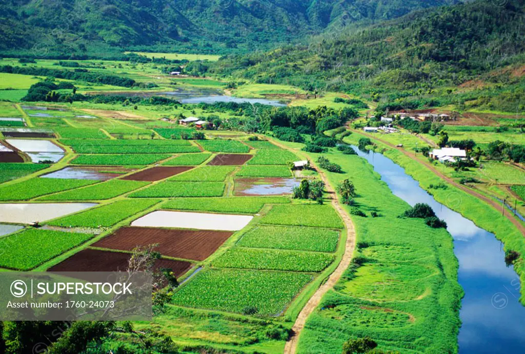 Hawaii, Kauai, Hanalei Valley, Overview of taro fields