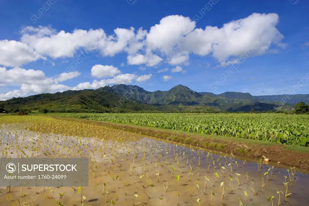 Hawaii, Kauai, Hanalei Valley, wet taro farm, scenic mountains and blue sky.