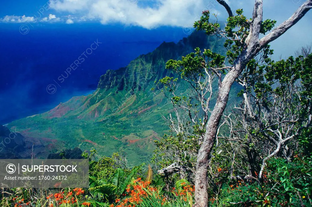 Hawaii, Kauai, Na Pali Coast, overlooking Kalalau Valley, bright orange flowers