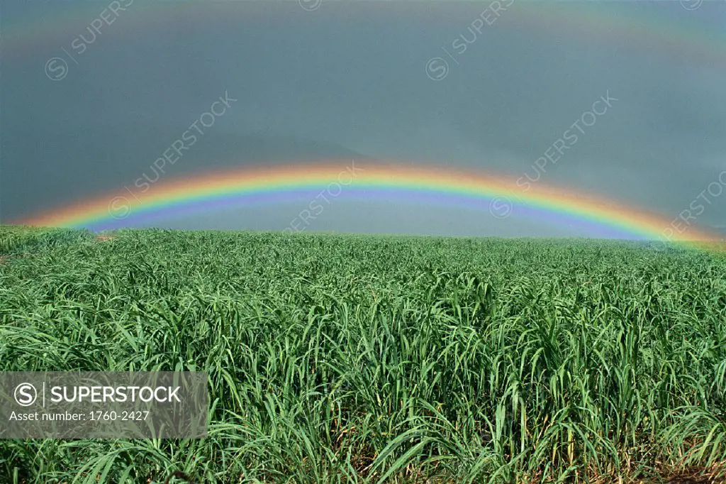 Hawaii, Brilliant rainbow over fields of sugarcane, misty skies in bkgd C1716