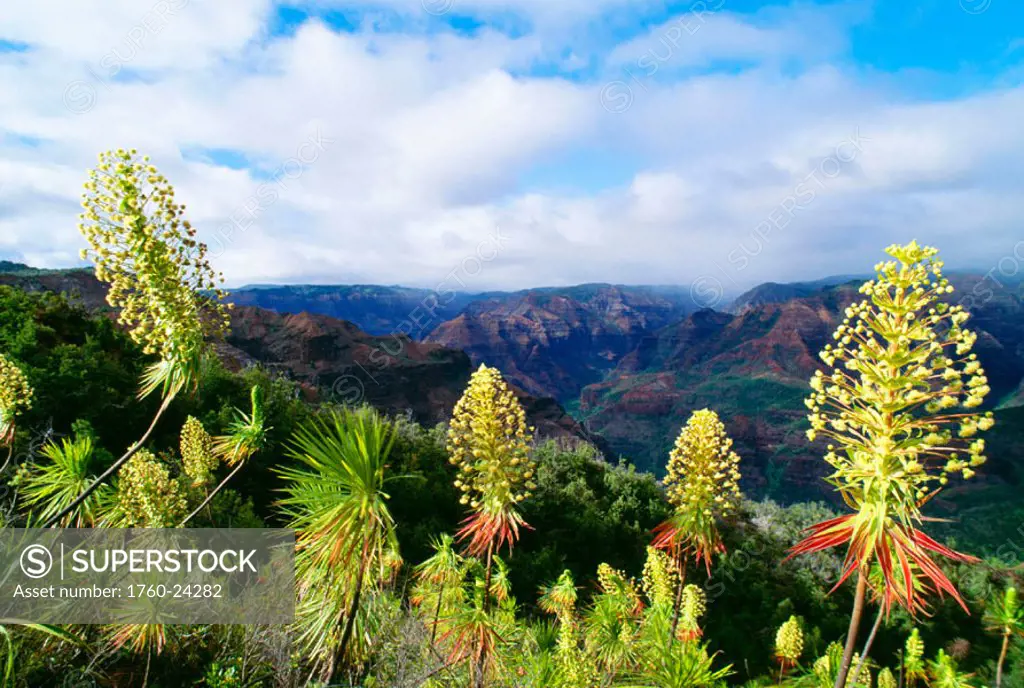 Hawaii, Kauai, Waimea Canyon, Iliau plant, (Wilkesia gymnoxiphium) found only on Kauai