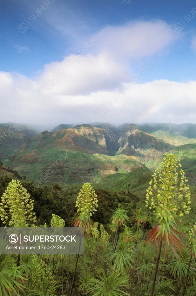 Hawaii, Kauai, Waimea Canyon, Rare iliau plants (Wilkesia gymnoxiphium) found only on Kauai.