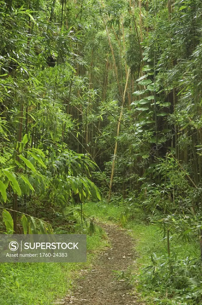 Hawaii, Oahu, Mt Tantalus Trail System, Moleka Trail through bamboo forest.