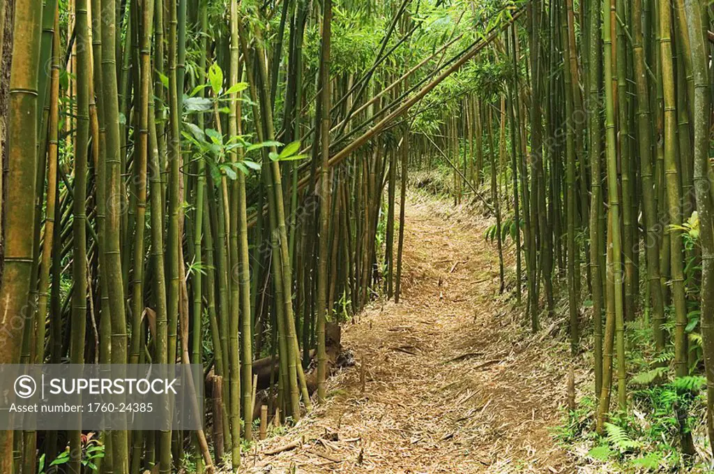 Hawaii, Oahu, Mt  Tantalus Trail System, Moleka Trail through bamboo forest