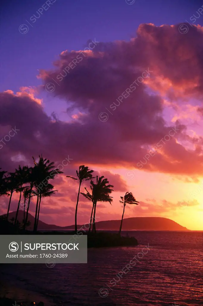 Hawaii, EastOahu, Tropical sunrise silhouettes palms w/ Koko Head in bkgd