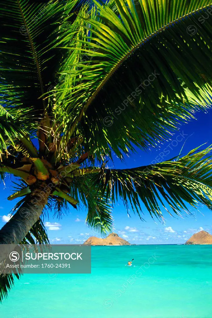 HI Oahu, Lanikai, kayaker in turquoise water paddles to Mokulua Islands, palm tree