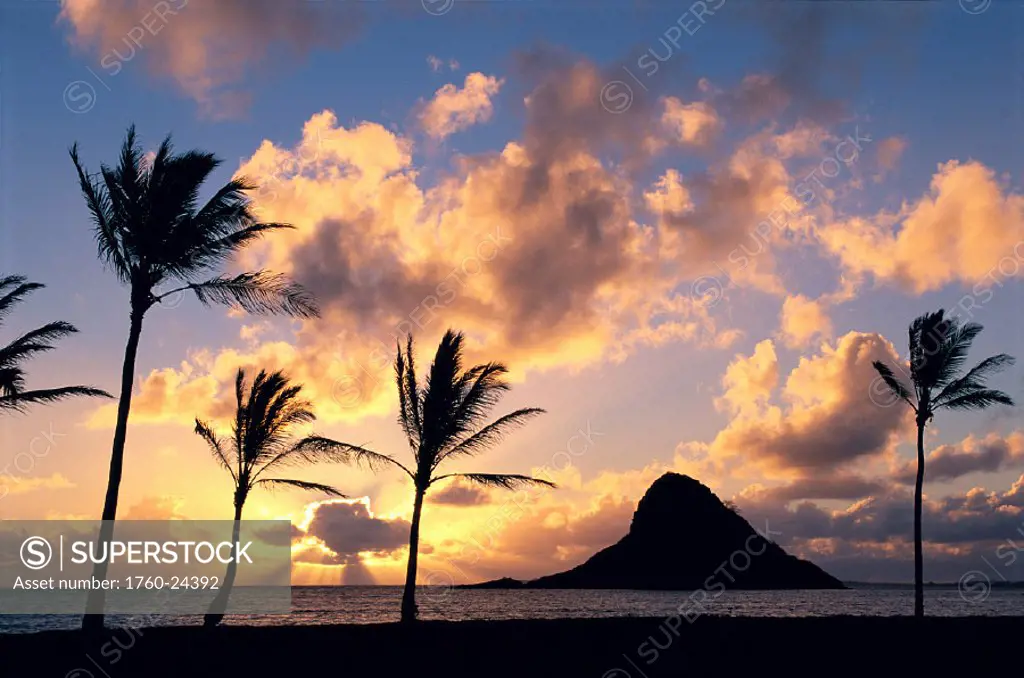 Windward Oahu, Mokoli´i Isle (Chinaman Hat) silhouetted @ sunrise, palms on shore