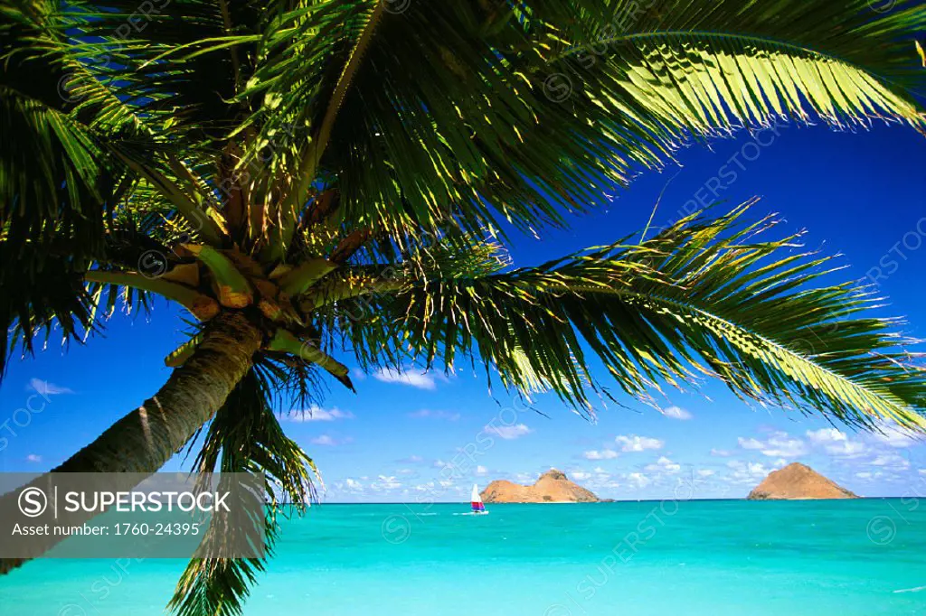 EastOahu, Lanikai, Palm tree foreground, w/ Mokulua Isles bkgd, sailboat in turquoise waters