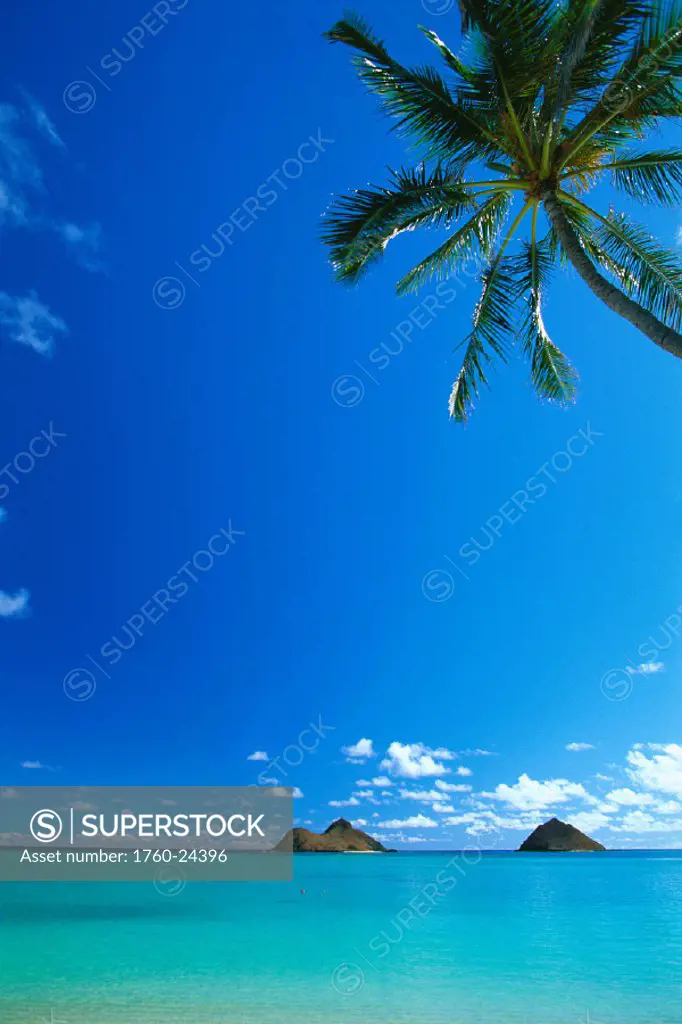 EastOahu, Lanikai, turquoise waters out to Mokulua Isles, blue sky w/ palm tree