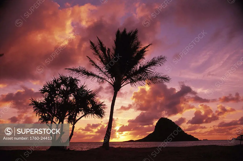 Oahu, view of Chinaman´s Hat @ sunrise palm tree in foreground, Mokoli´i Island