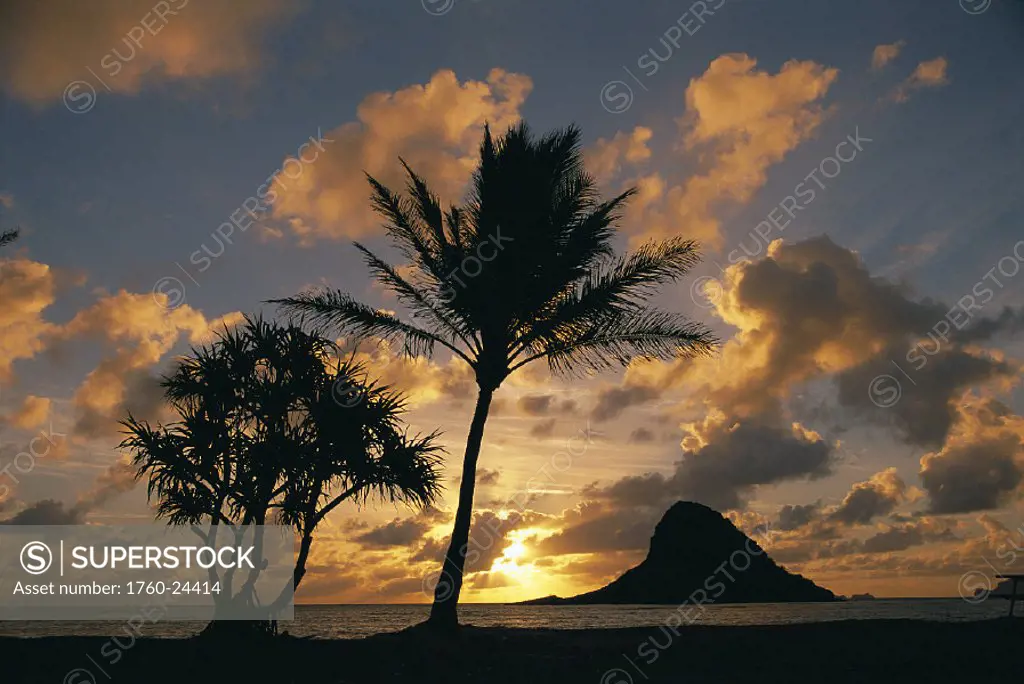 Oahu, Chinaman´s Hat @ sunrise golden light palm tree in foreground, Mokoli´i Island