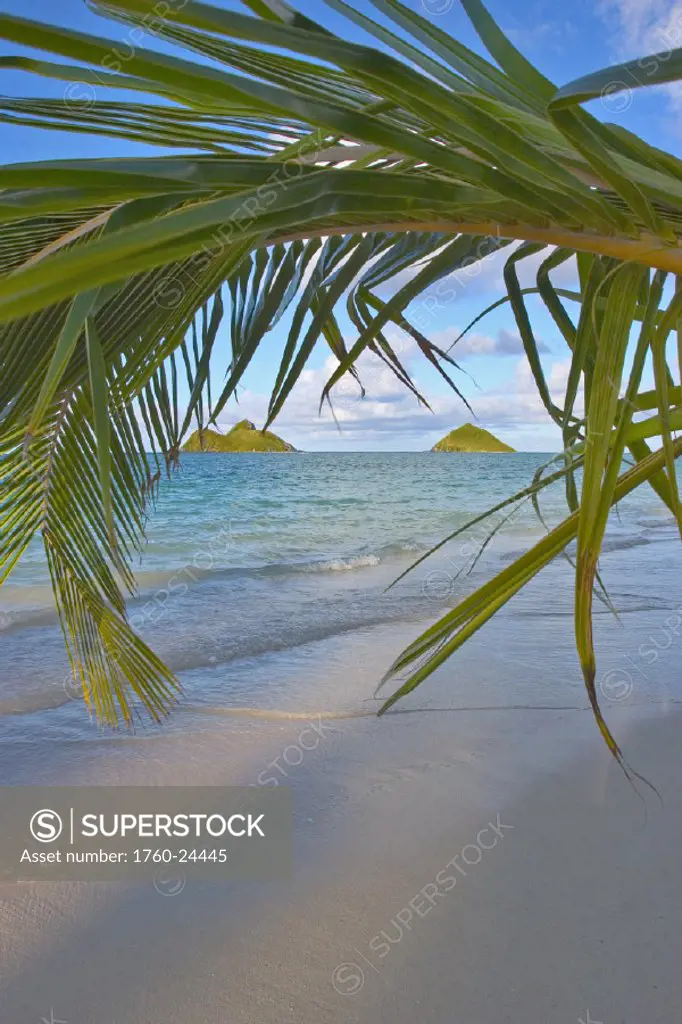 Hawaii, Oahu, Palm fronds overhang on Lanikai beach with Mokulua Islands in background
