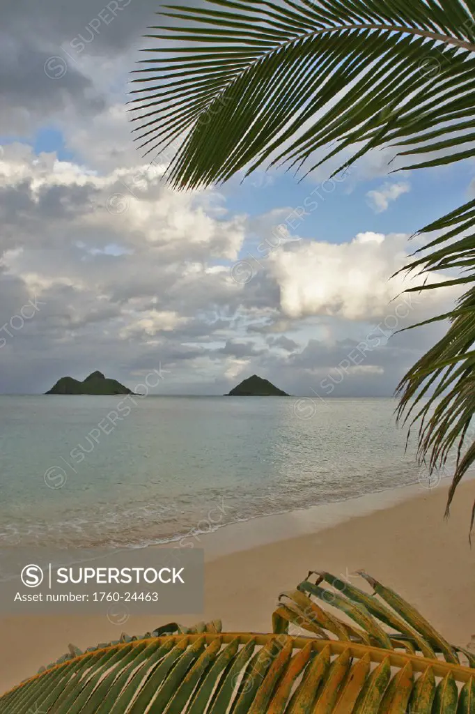 Hawaii, Oahu, Lanikai, late afternoon view of the Mokolua islands framed with palm fronds.