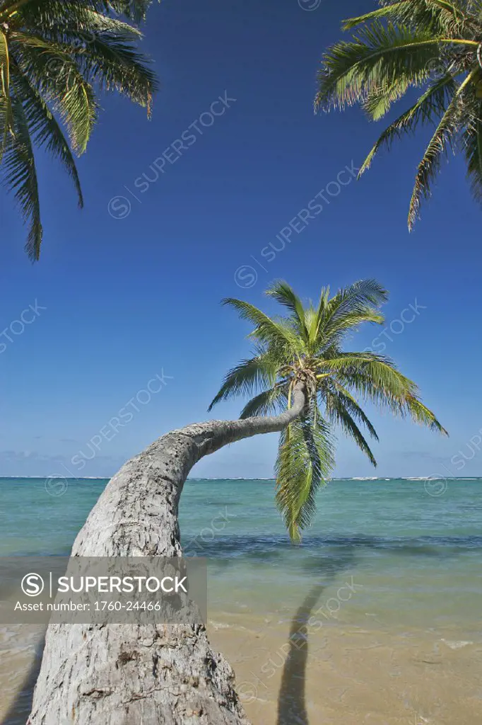 Hawaii, Oahu, Palm trees overhang the ocean on a clear blue day.