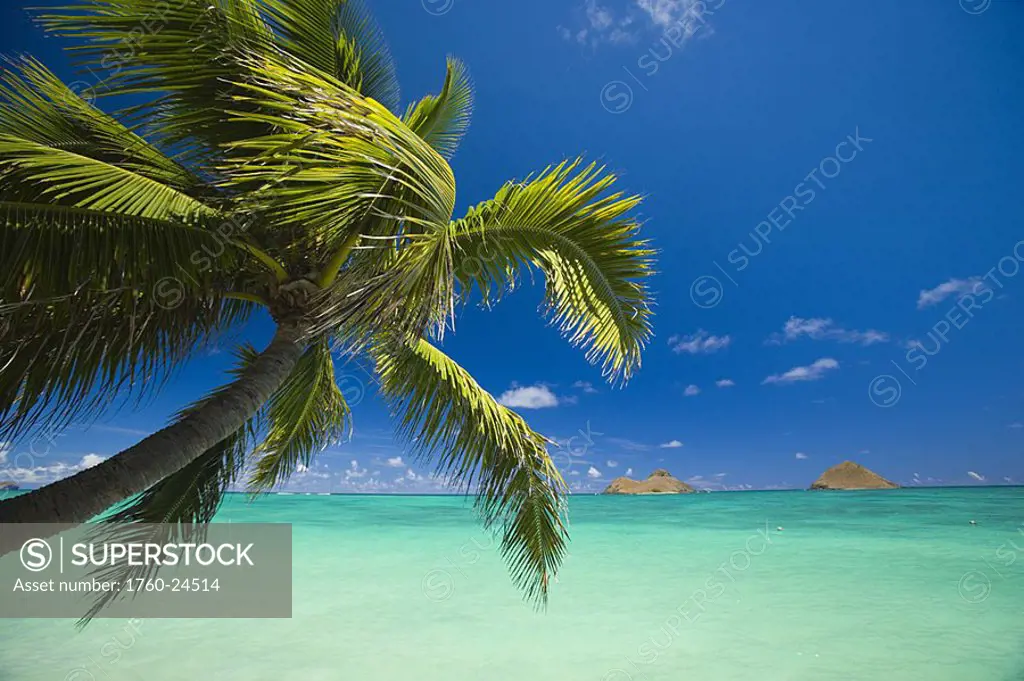 Hawaii, Oahu, Lanikai, Palm tree over turquoise ocean, Mokulua´s in back ground