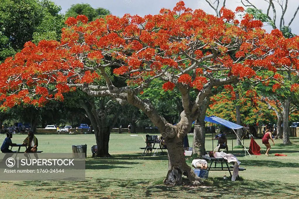 Hawaii, Oahu, Haleiwa Park, People sitting at picnic tables under trees
