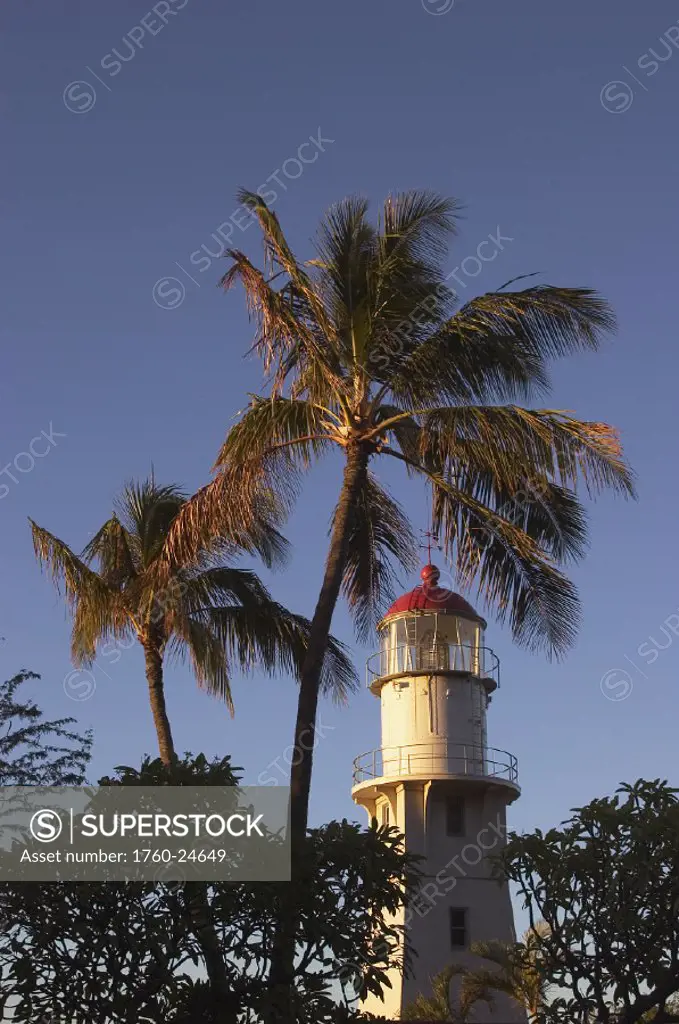 Hawaii, Oahu, Diamond Head Lighthouse framed with palm trees in the morning light.