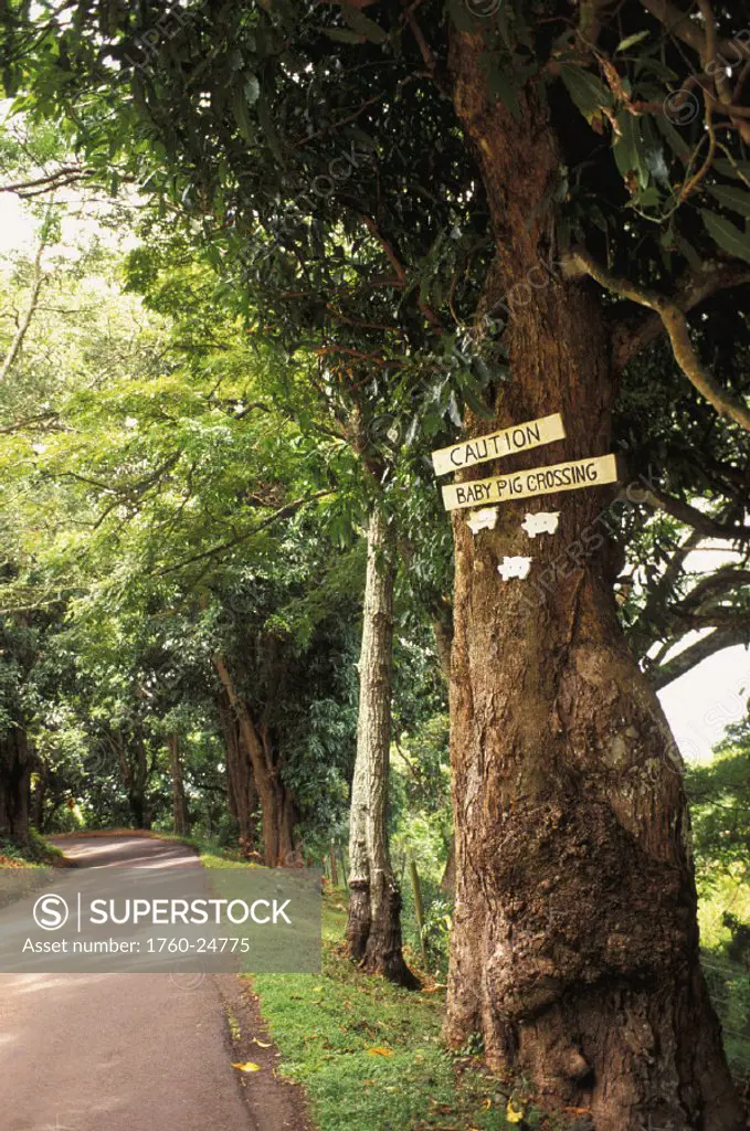 Hawaii, Maui, Hana, Tree with handmade sign Caution Pigs Crossing along roadside